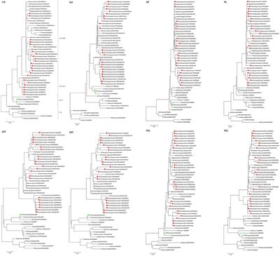Genetic characterization and whole-genome sequencing-based genetic analysis of influenza virus in Jining City during 2021–2022